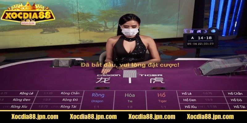 Rồng Hổ Xocdia88 Có Gì Hấp Dẫn Khiến Nhiều Người Mê? 2 Làm quen với các bước đặt cược cơ bản